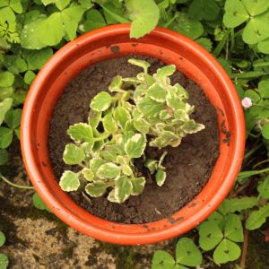 Puesto de observación (2)_ Mar